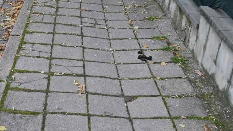 Hundekot auf Gehwegen: Ein Ärgernis für alle