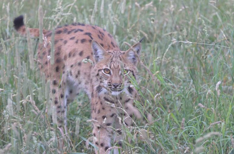Ein unvergesslicher Kindertag im Tierpark Gotha