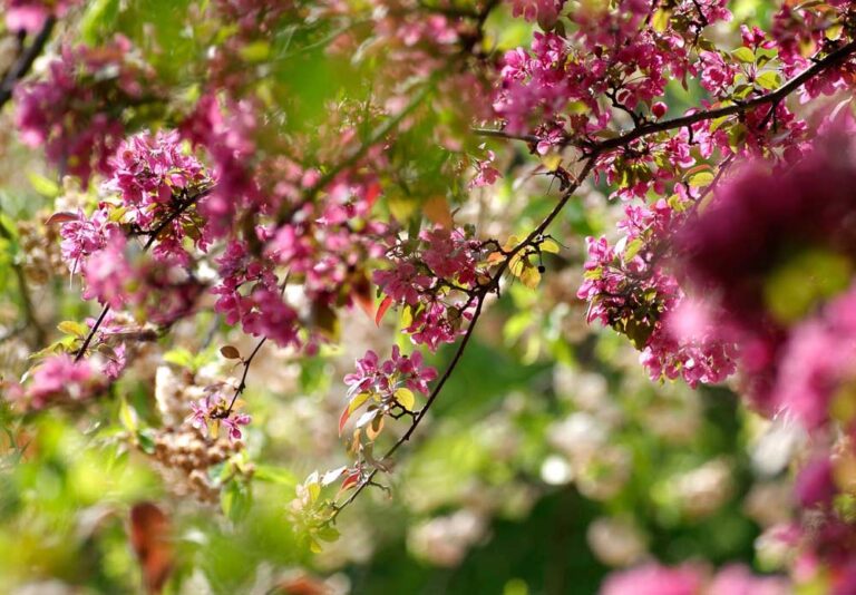Kirschblüte